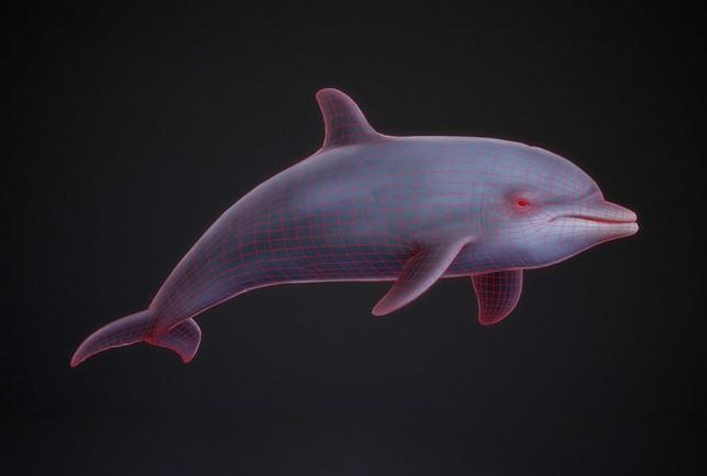 Bottle-Nose Dolphin 宽吻海豚3dmax模型插图2