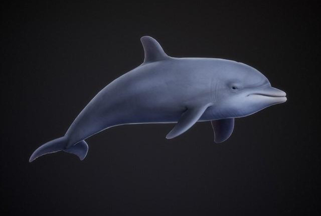 Bottle-Nose Dolphin 宽吻海豚3dmax模型插图