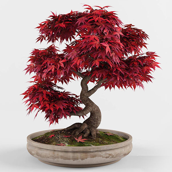 红叶枫树Bonsai_Japanese_Maple_盆景景观植物3d模型插图