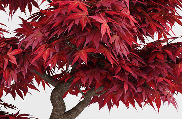 红叶枫树Bonsai_Japanese_Maple_盆景景观植物3d模型插图1