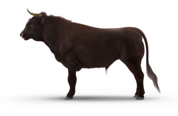 3D Bull Rigged with Fur公牛3dmax模型插图