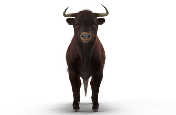 3D Bull Rigged with Fur公牛3dmax模型插图1