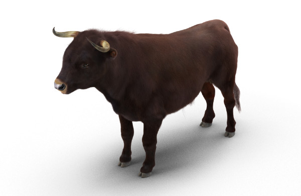 3D Bull Rigged with Fur公牛3dmax模型插图3