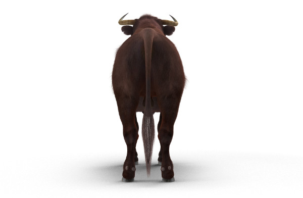 3D Bull Rigged with Fur公牛3dmax模型插图4