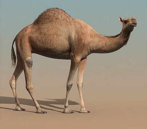 骆驼CAMEL_RIGGED_ANIMATED模型插图