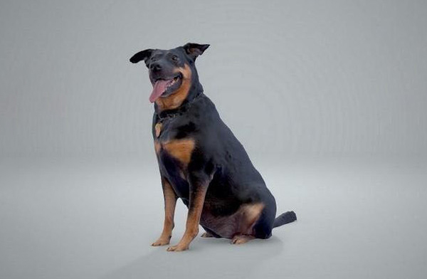 狗全身扫描3D模型插图1