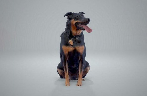 狗全身扫描3D模型插图