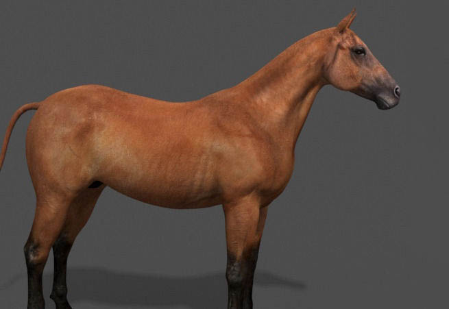 动物模型合集-马模型插图3