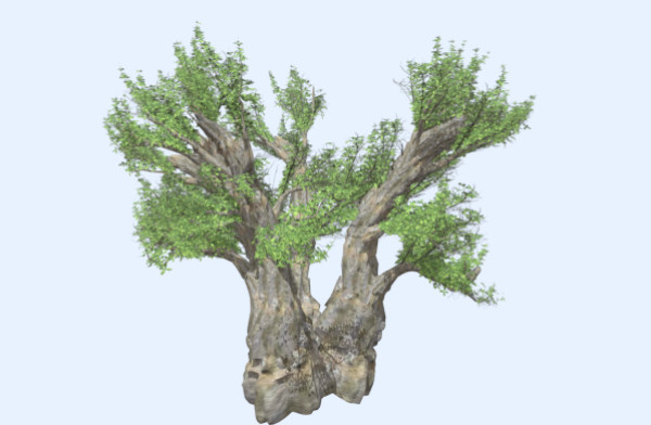 African Baobab Tree非洲猴面包树插图