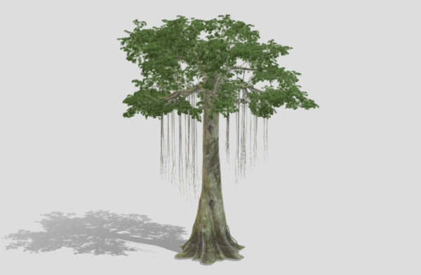 木棉树Ceiba Pentandra Tree插图