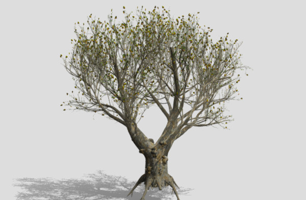 非洲橄榄树插图