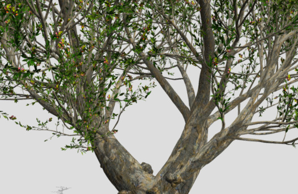 非洲橄榄树插图1