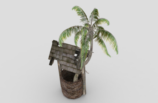 古井里长出来的棕榈树插图1