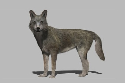 狼 郊狼 灰狼maya绑定模型，有绑定，内含毛发笔刷插图