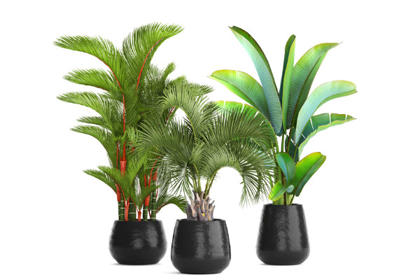 室内盆栽植物PLANT SET RED 3D MAX 2011插图