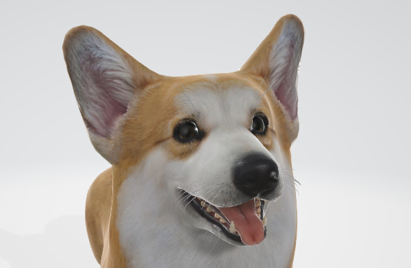 小短腿柯基犬3d模型 带动画插图1