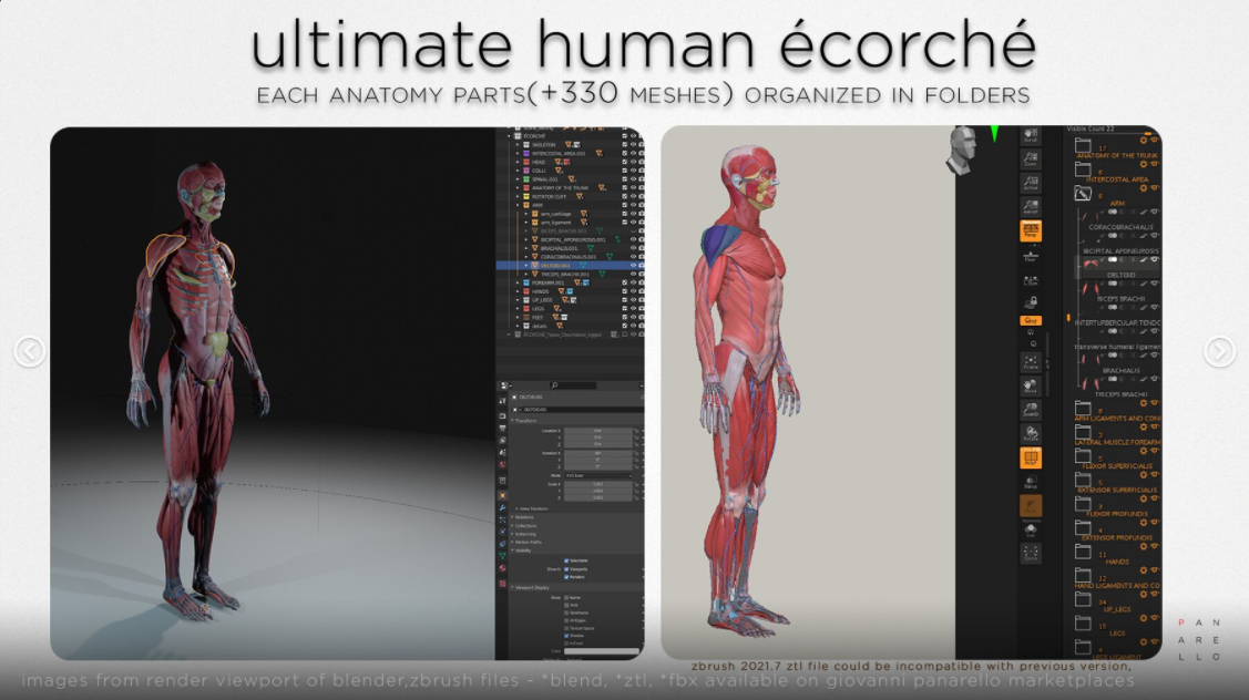 人类骨骼肌肉结构解剖模型插图3