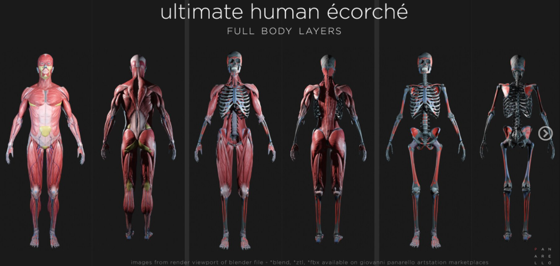 人类骨骼肌肉结构解剖模型插图4