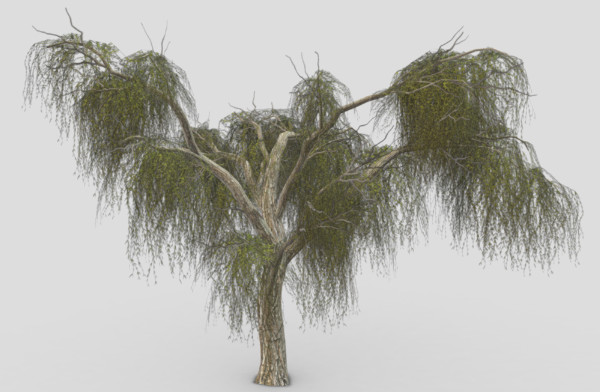 柳树3d模型Weeping Willow Tree-11插图