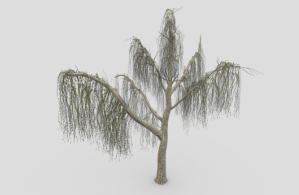 柳树3d模型Weeping Willow Tree-15插图