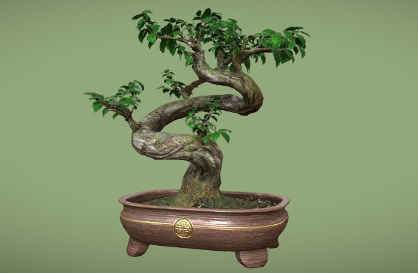榕树盆景树Ficus Bonsai 3d模型插图1