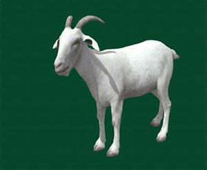 高山山羊blender动画模型下载插图1