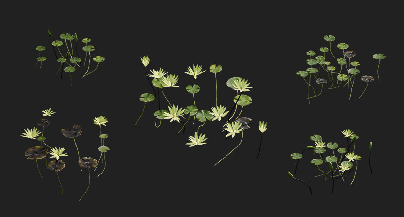白色莲花水生植物3d模型插图