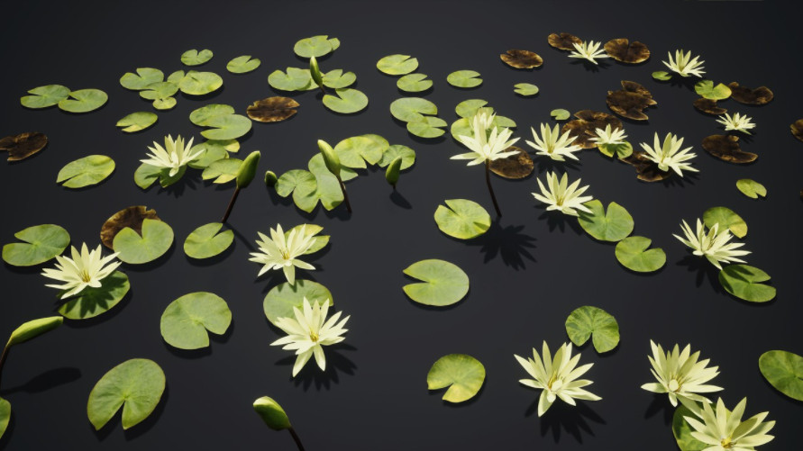 白色莲花水生植物3d模型插图1