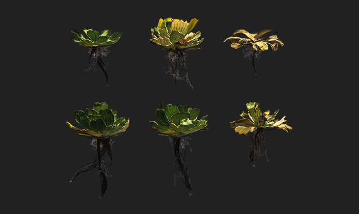 热带浮萍 水莴苣 水生植物3d模型插图1