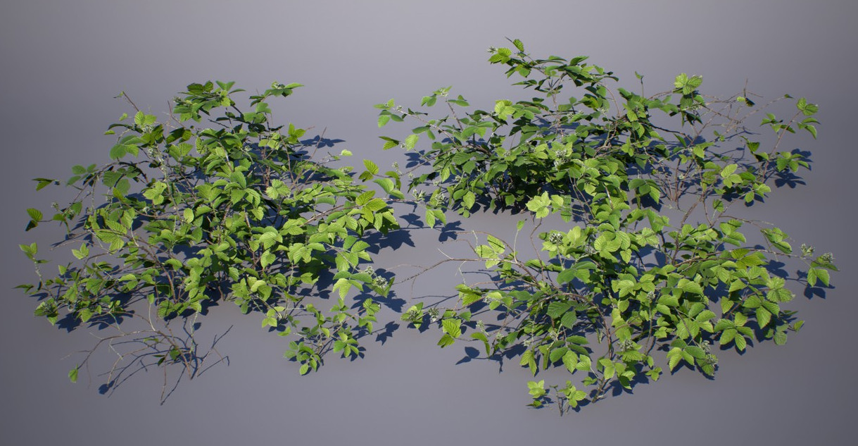 黑莓 3D植物 绿色 棕色的 叶 灌木插图