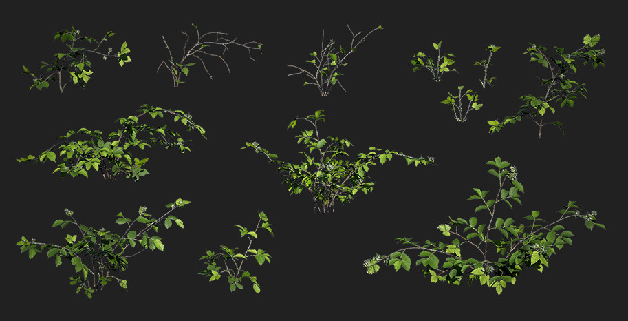 黑莓 3D植物 绿色 棕色的 叶 灌木插图1