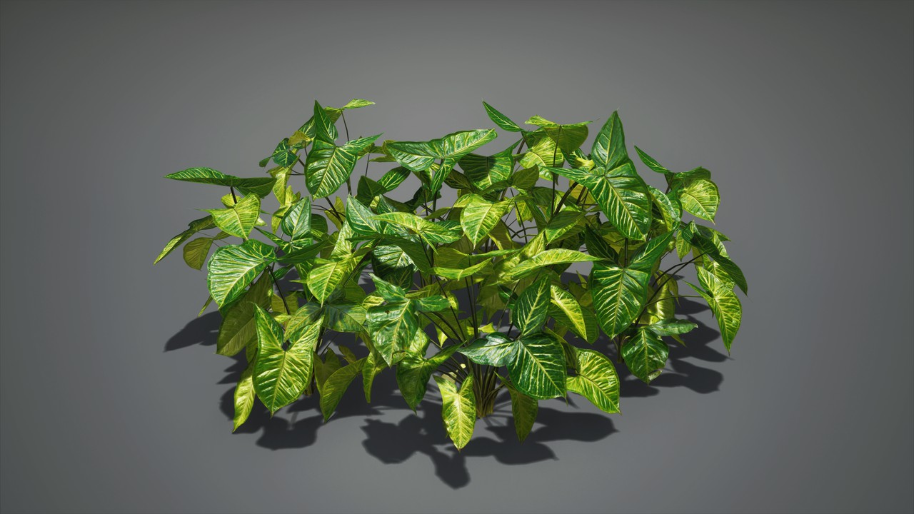 合果芋植物3d模型插图