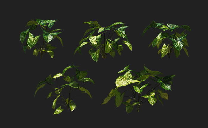 合果芋植物3d模型插图1
