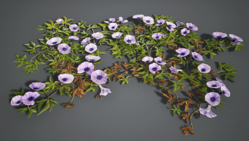 牵牛花植物3d模型下载插图