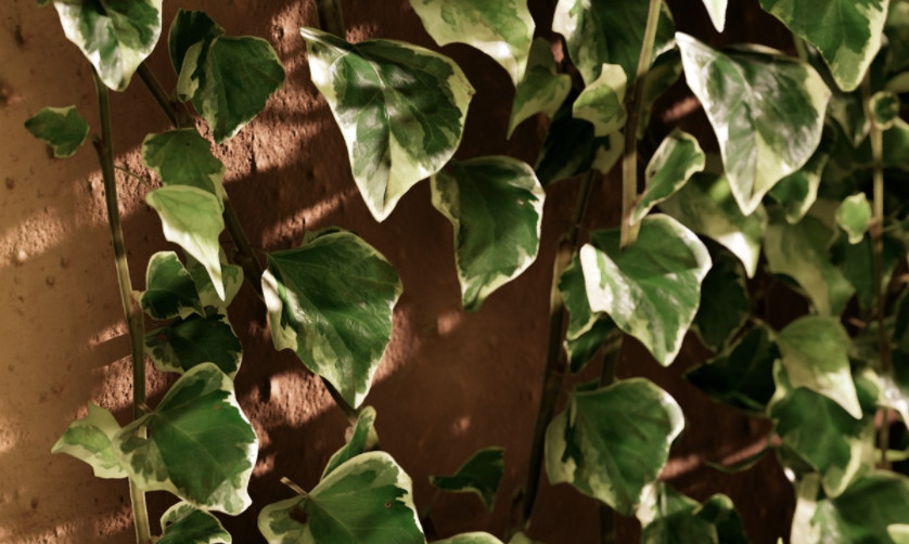 爬山虎常春藤植物3d模型插图