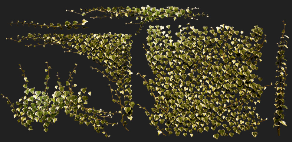 爬山虎常春藤植物3d模型插图1
