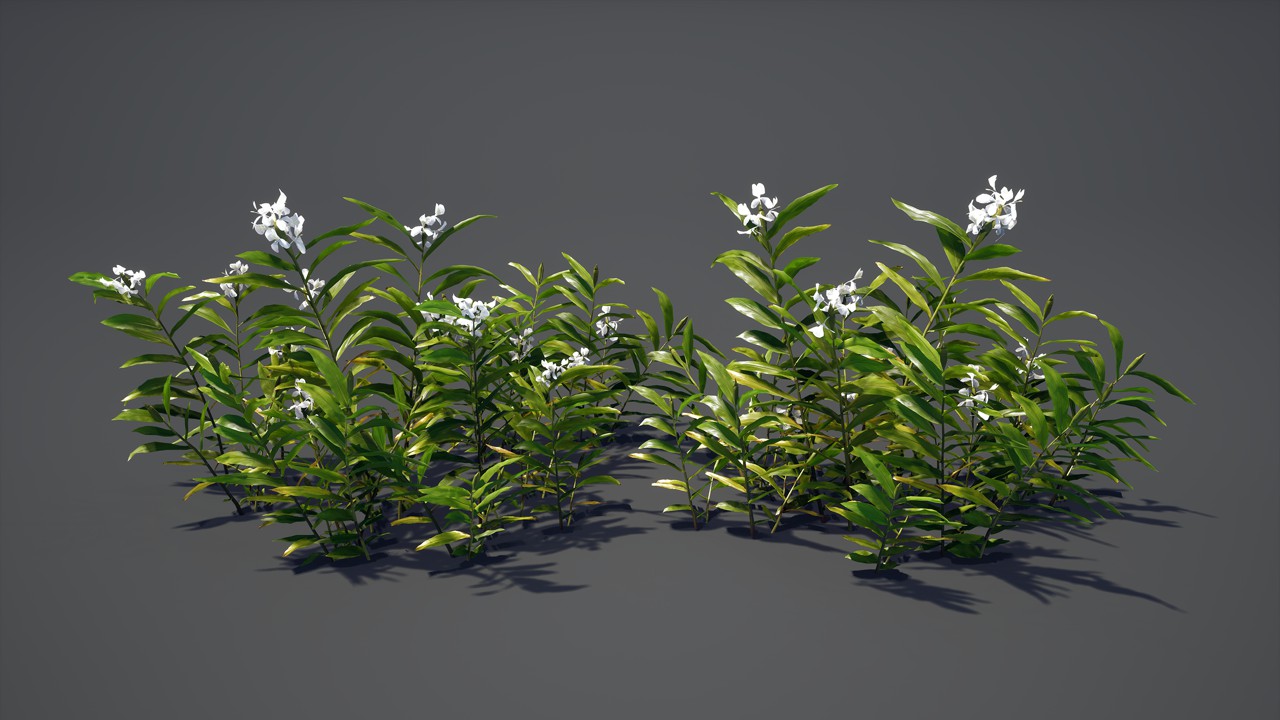 开花的生姜植物3d模型插图