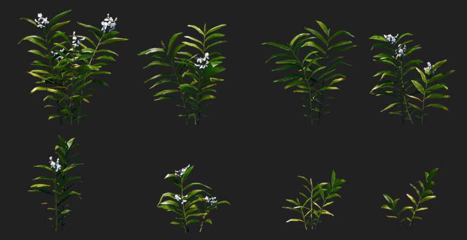 开花的生姜植物3d模型插图1
