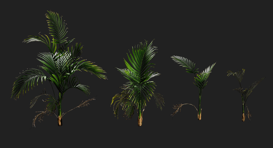 亚热带散尾葵植物3d插图