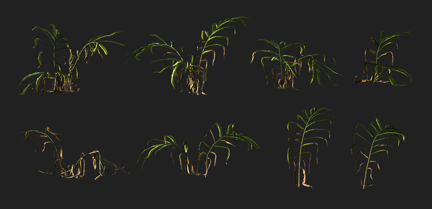 生姜植物3d模型插图1