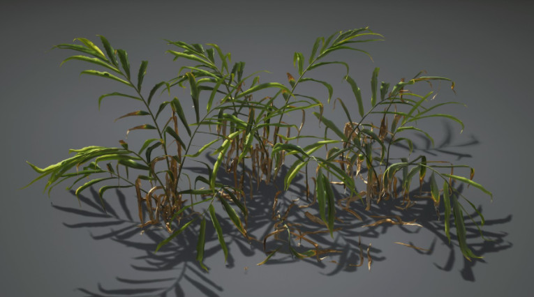 生姜植物3d模型插图