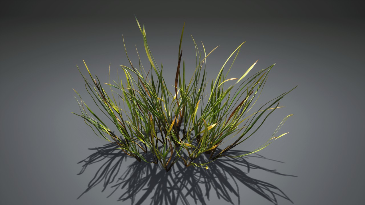 水生草本植物3d模型下载插图1