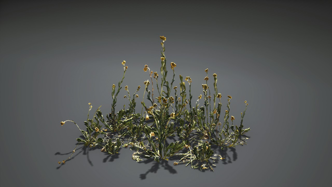 泽西海草 3D植物下载 3D植物>水生海岸 绿色 杂草 黄花蛇舌草 猫爪草插图1
