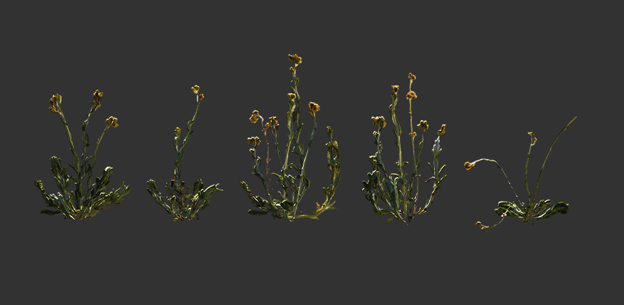 泽西海草 3D植物下载 3D植物>水生海岸 绿色 杂草 黄花蛇舌草 猫爪草插图