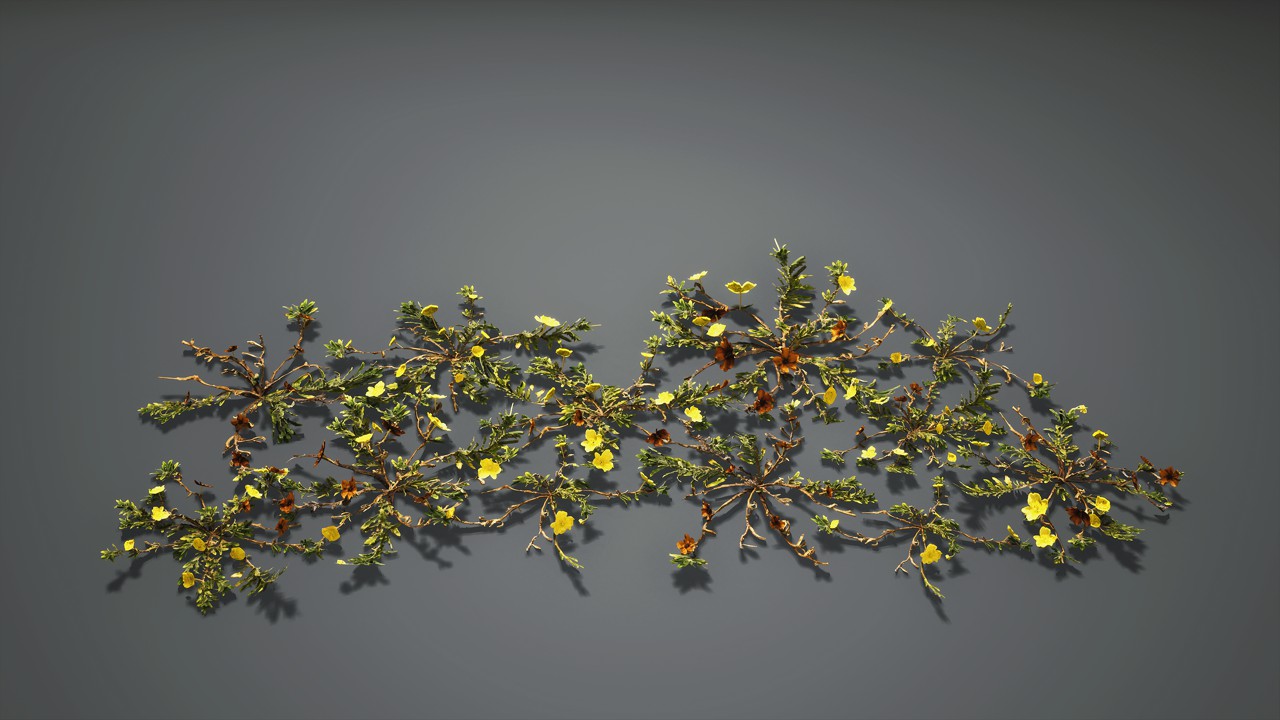 海滩水生花卉植物 3d植物模型下载 水芹科 报春花 杂草插图1