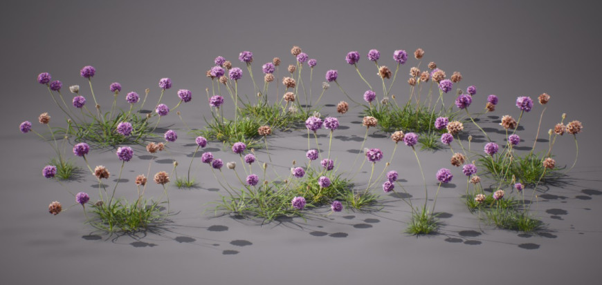 海石竹3D植物下载插图1