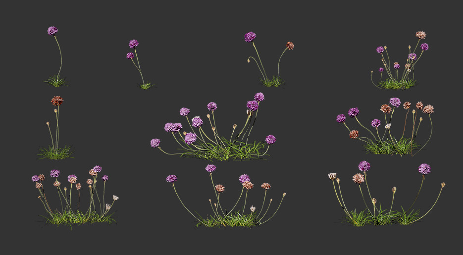 海石竹3D植物下载插图