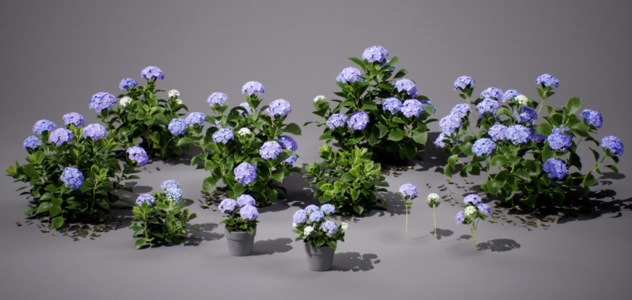 室内开花植物3d开花植物模型下载插图