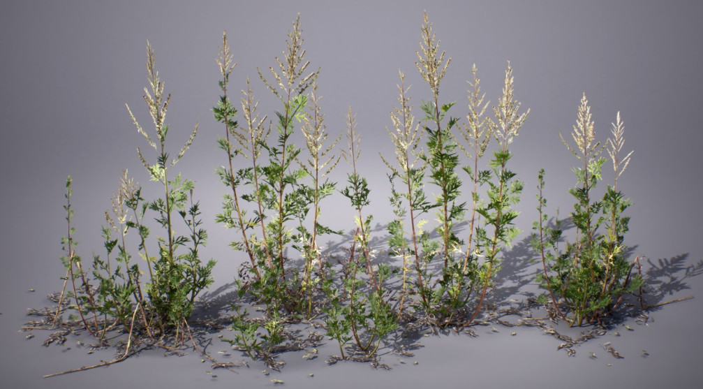 荒野蒿野草开会植物3d模型插图