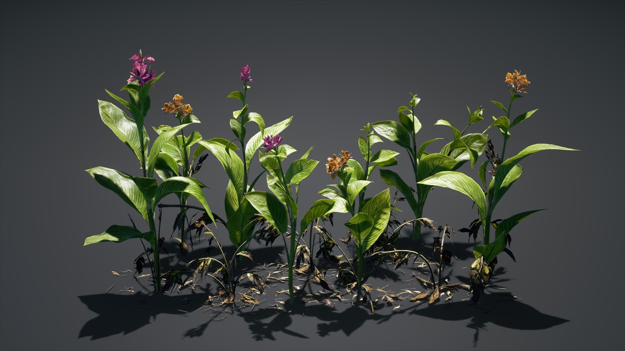 美人蕉植物3d模型下载插图